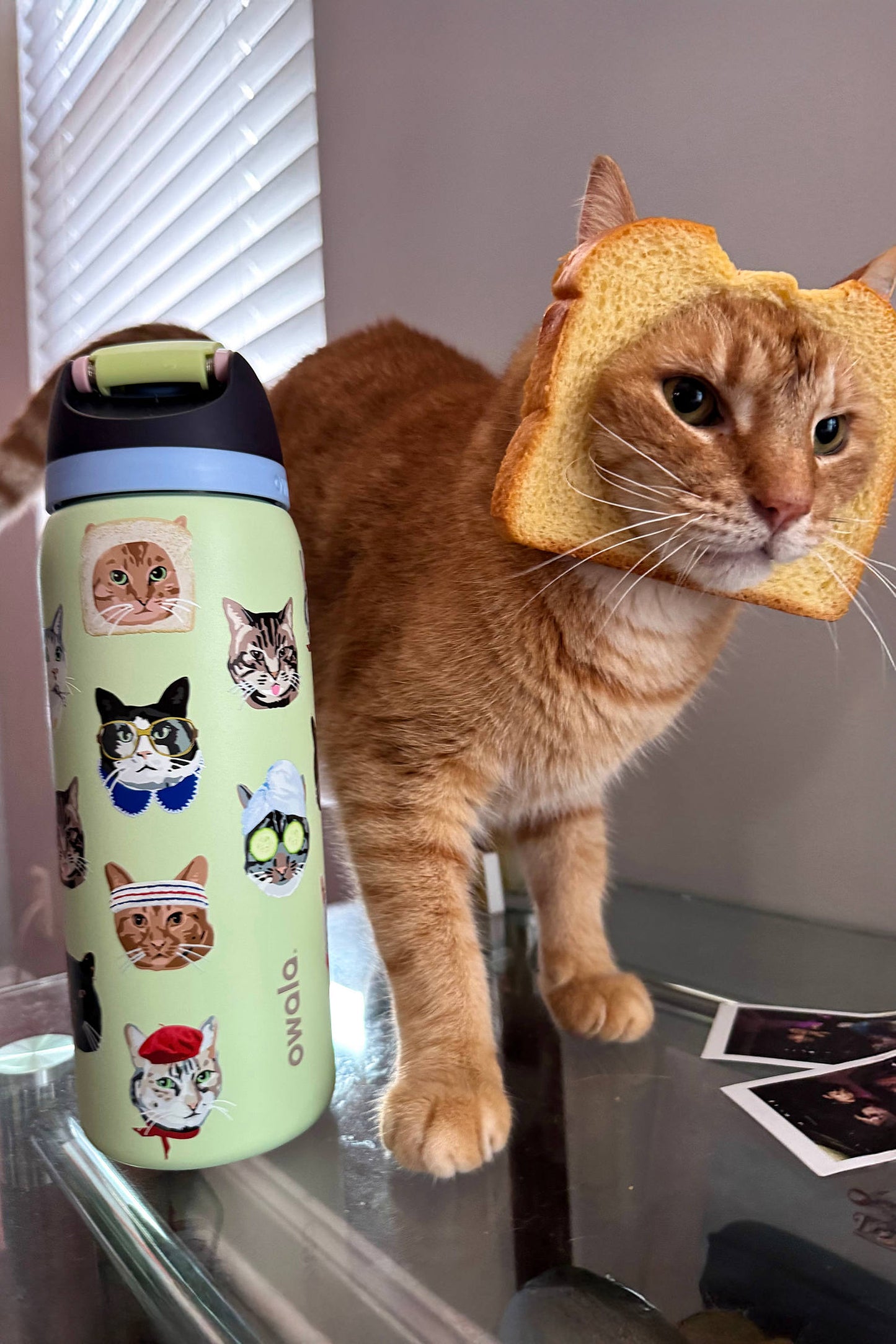 owala Cat Collage